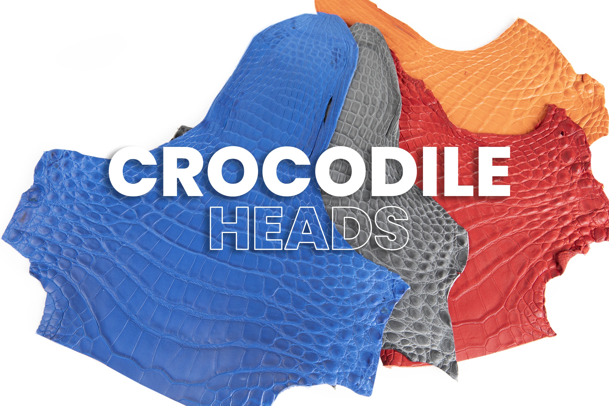 Porosus Crocodile - Small Heads - 75% OFF!