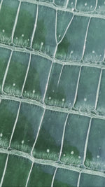 Overstock - American Alligator Tails - (Glazed Black) - 60% OFF!