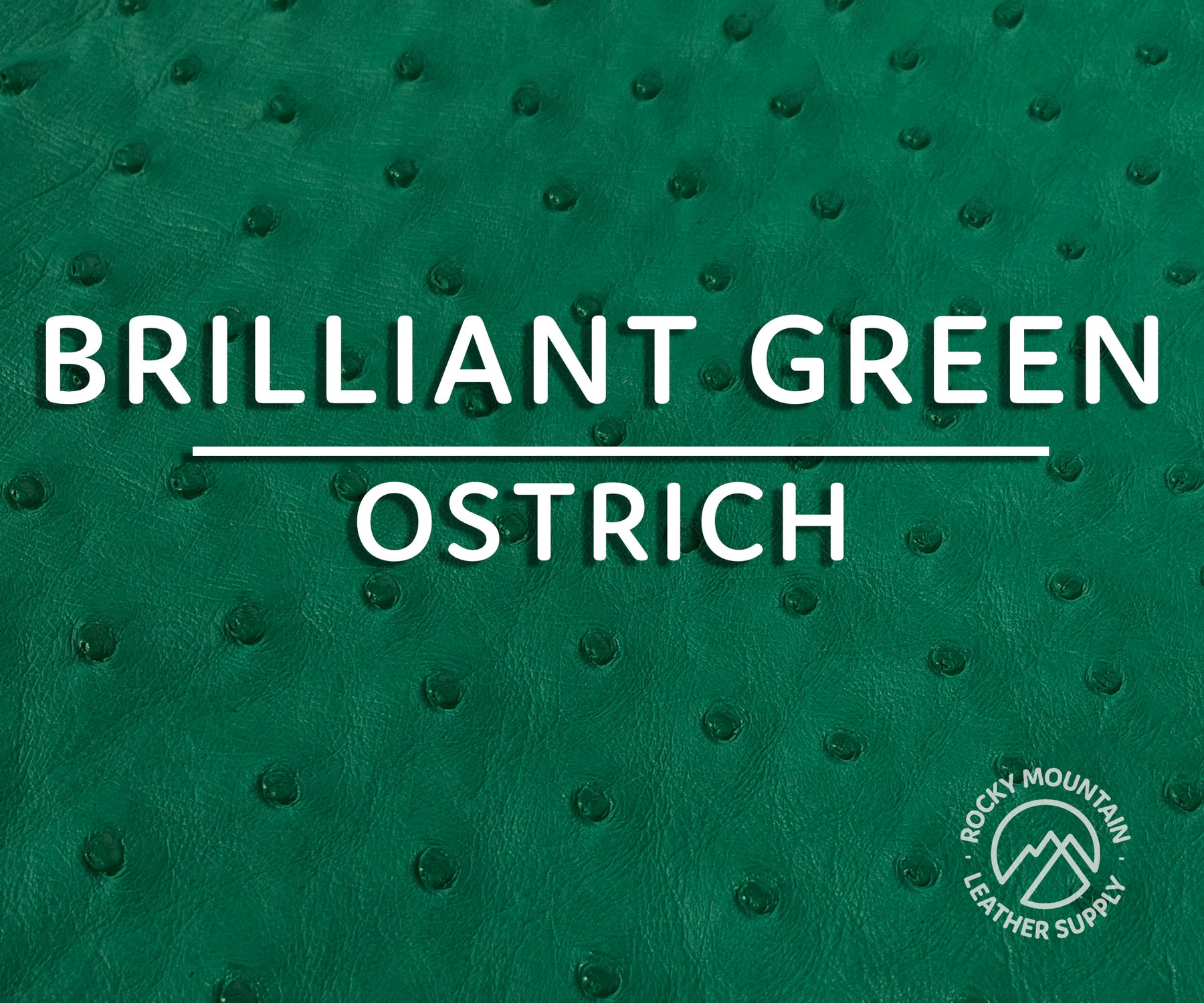 Ostrich -  Matte - Luxury Exotic Leather (Hides)